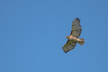 Closeup of a red-tailed hawk.