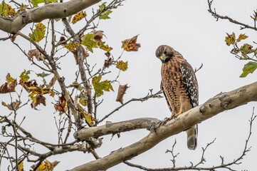 Closeup of a red-tailed hawk.
