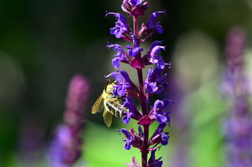 Biene auf violetten Salbeiblüten