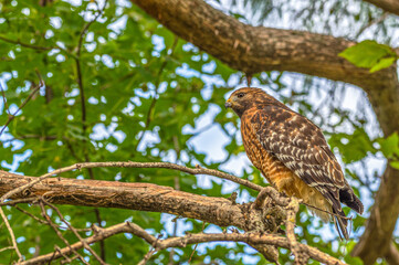 Closeup of a red-tailed hawk.