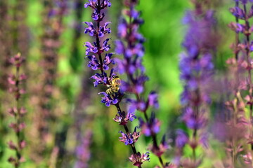 Biene auf violetten Salbeiblüten