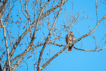 Closeup of a red-tailed hawk.