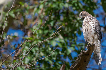 Closeup of a red-tailed hawk.