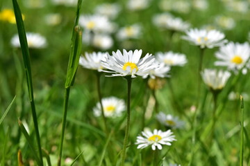 Gänseblümchen auf einer Frühlingswiese