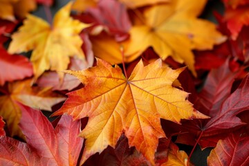 Close Up of Vibrant Autumn Maple Leaves