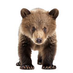 Fototapeta premium Cute young brown bear cub standing and looking forward, isolated on a transparent checkered pattern