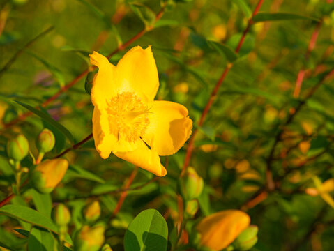 close up of golden yellow St. Johns wort