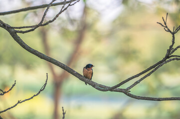 Swallow.