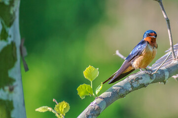 Swallow.