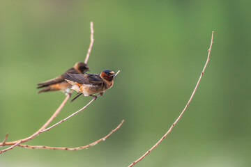 Swallow.
