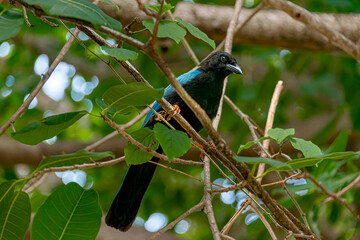 Yucatecan jay in the mexican jungle