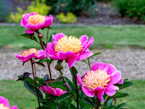 Beautiful peony Doreen flowers in a garden