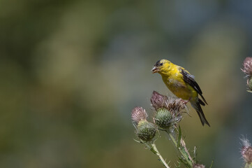 American goldfinch.