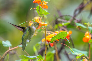 Hummingbird.
