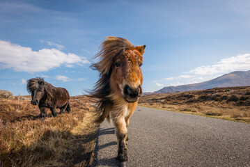 Wild horse in the mountains, Shetland Pony on the Isle of Uist, Scotland. United Kingdom