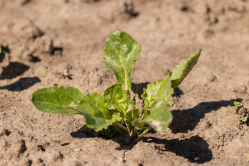 a field with white beetroot for the production of white beet sugar