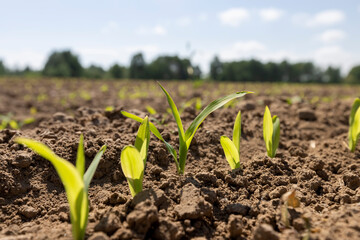 corn sprouts in sunny spring weather