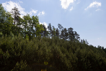 a hill in a mixed forest with coniferous and deciduous trees