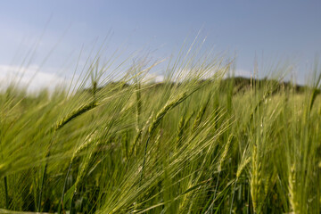 unripe barley ears in spring