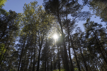 pine forest with tall trees against a blue sky background