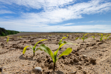 a monoculture field with the cultivation of a new crop of corn