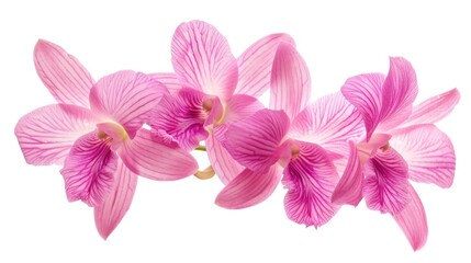 Obraz premium A close-up shot of a pink flower against a clean white background, perfect for use in branding or design projects