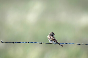 Vesper Sparrow on a barbed-wire fence at Maxwell National Wildlife Refuge in New Mexico