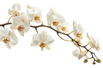 Fototapeta premium A collection of white orchid flowers arranged on a white surface, ideal for use in editorial or advertising contexts