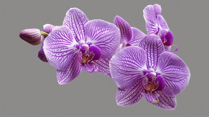 Naklejka premium A close-up shot of a single purple flower growing on a gray background