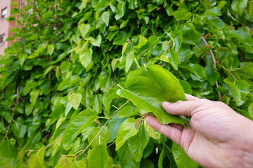 man picking mulberry leaves for worms, mulberry to feed silkworm caterpillars