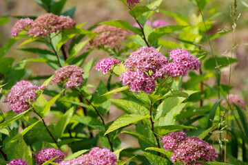 Fototapeta premium pink flowers in the garden
