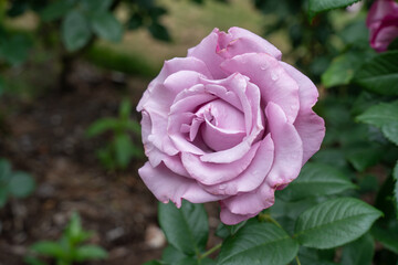 A Neptune Rose flower in a garden. United States.