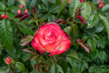 A Coretta Scott King Rose flower in a garden. United States.