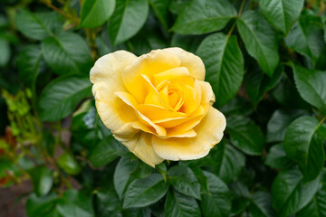 A Sunshine Daydream Rose flower in a garden. United States.