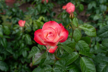 A Coretta Scott King Rose flower in a garden. United States.