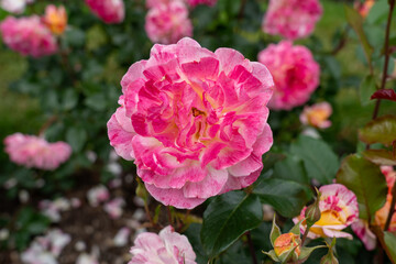 All American Magic Rose flowers in a garden. United States.