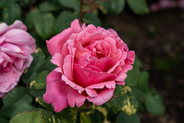 Close-up of a Dee-Lish (Rosa 'Line Renaud')  rose flower in a garden.