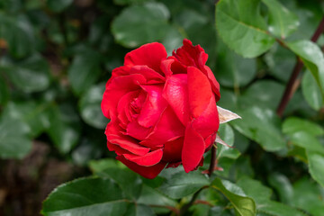 A Heart Song Rose flower growing in the garden. United States.