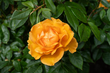 Close-up of a South Africa rose flower in a garden.