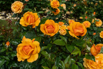 Close-up of South Africa rose flowers in a garden.