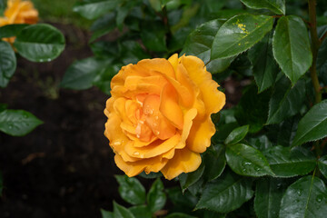 A South Africa Rose flower in a garden. United States.
