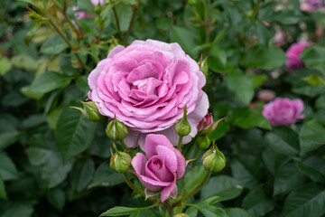  Violet's Pride Rose flowers growing in the garden. United States.