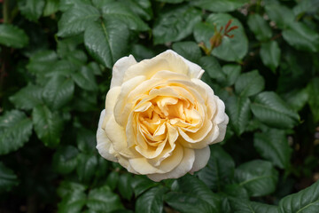 A Mister Lincoln Rose flower in a garden. United States.