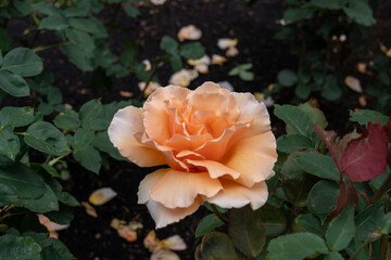 Close-up of a Just Joey Rose rose flower in a garden.