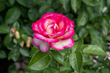 Miss Congeniality Rose flowers growing in the garden. United States.