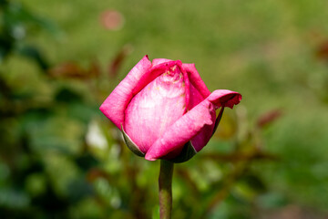 Wedding Bells Rose flowers growing in the garden. United States.