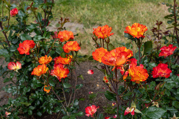 Fototapeta premium Fired Up Rose flowers growing in the garden. United States.
