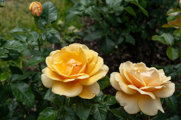 St. Tropez Rose flowers growing in the garden. United States.