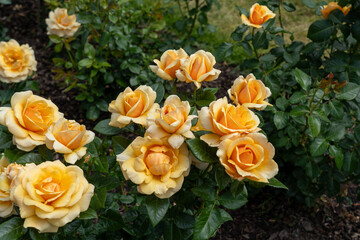 St. Tropez Rose flowers growing in the garden. United States.