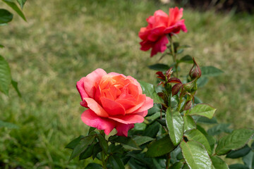 Uptown Girl Rose flowers growing in the garden. United States.